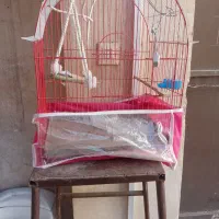 قفس سالم