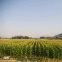 فروش زمین کشاورزی  در منطقه میزدج