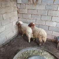 گوسفند نر شادگان دارخوین