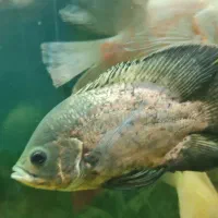 اسکار باله بلند|ماهی|لنجان, |دیوار