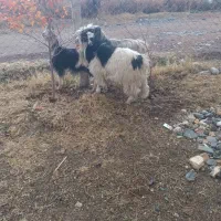 سه عدد بزغاله|حیوانات مزرعه|سیلوانه, |دیوار