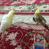 دو عدد عروس جوان سرحال دستی دستی|پرنده|شهرضا, |دیوار