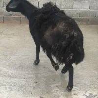 فروش 1راس میش قره قزل اصیل