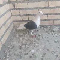 دم سبز ،یهودی سیاه ،دوکت سیاه المانی|پرنده|شوشتر, |دیوار