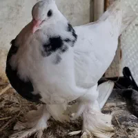 کبوتر طوقی زینتی|پرنده|بابل, |دیوار