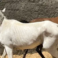 اسب نژاد ترک وعرب به بالاترین قیمت|اسب و تجهیزات اسب‌سواری|رودهن, |دیوار