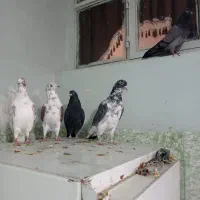 کبوتر خوب و جوجه پرشی