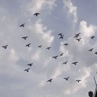 کبوتر مسافتی