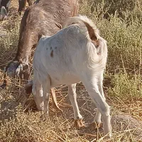 ۴ بزمنگوله دار ویک نری ۸ماهه|حیوانات مزرعه|چاه داد خدا, |دیوار