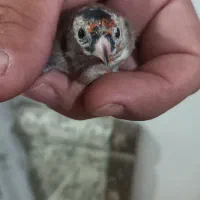 جوجه سهره نر درجه یک