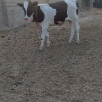 گوساله ماده