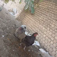 مرغ تخم گذار و سرحال|حیوانات مزرعه|قهدریجان, |دیوار