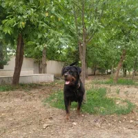 روتوایلر|سگ|تهران, تهرانپارس غربی|دیوار