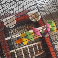 عروس هلندی گمشده