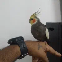 عروس.هلندی.نر|پرنده|آمل, |دیوار