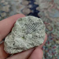 فسیل صدف چند میلیون ساله