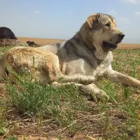 واگزاری سگ پژدر عراقی