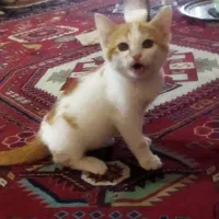 واگذاری بچه گربه|گربه|شیراز, جانبازان|دیوار