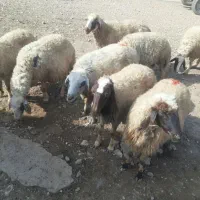 گوسفندسنجابی|حیوانات مزرعه|ماهیدشت, |دیوار