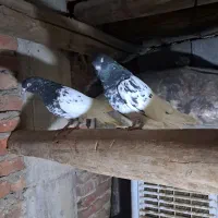 یک جفت کبوتر کله سیاه|پرنده|بناب, |دیوار