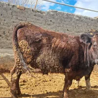 گوساله ماده|حیوانات مزرعه|قیدار, |دیوار