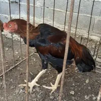 جوجه خروس لاری|حیوانات مزرعه|ساری, |دیوار