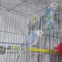 مرغ عشق رنگین کمانی|پرنده|مشگین شهر, |دیوار