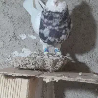 ماده طوقی کرمونشاهی آجری یا کارتنی