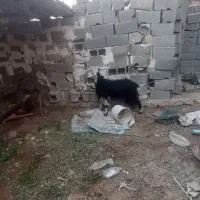 بزه|حیوانات مزرعه|بندر دیر, |دیوار