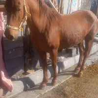 مادیون