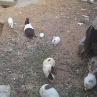 خرگوش