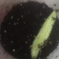 تخم حلزون|خزنده|یزد, |دیوار