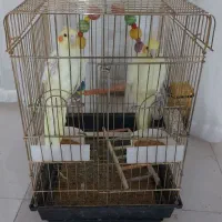 یک جفت عروس هلندی