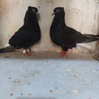 جفت اشعل دمسفید ۱۶ پر دم درشت چشم نوک روشن
