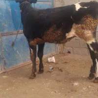 گوساله نر هلشتاین