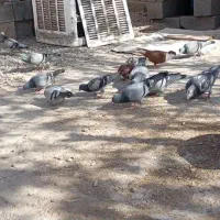 کبوتر|پرنده|خاش, |دیوار