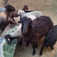۲عدد بره|حیوانات مزرعه|اصفهان, امین‌آباد|دیوار