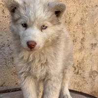 واگذاری هاسکی|سگ|شیراز, شهرک جماران|دیوار