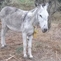 الاغ نر