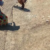 بره|حیوانات مزرعه|نهاوند, |دیوار