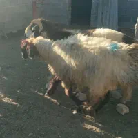 بره نر و ماده شیشک|حیوانات مزرعه|درودزن, |دیوار