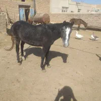 کره اسب مادیان ۱۴ماهه