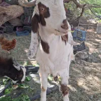 کهره پاکستانی