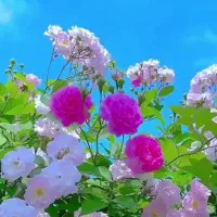 مشاوره ازدواج