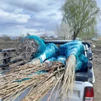 تولید انواع نهال گردو هلو سیب انگور در انواع ارقام