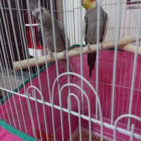 عروس هلندی برزیلی مولد سخنگو