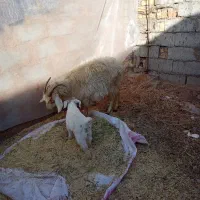 گوسفند بز کهره محلی جملزا