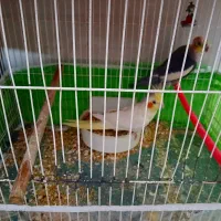 یک جفت عروس هلندی مولد و یک جفت مرغ عشق سبز با تخم