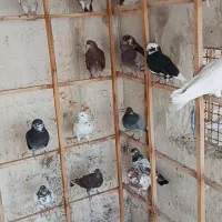 کبوتر پرشی