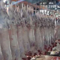 بره|حیوانات مزرعه|گناباد, |دیوار